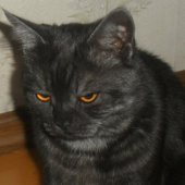 Shokoladnoe Marmeladko