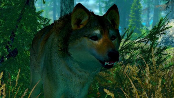 Мордаха! )) (SSE сборка 6.0)