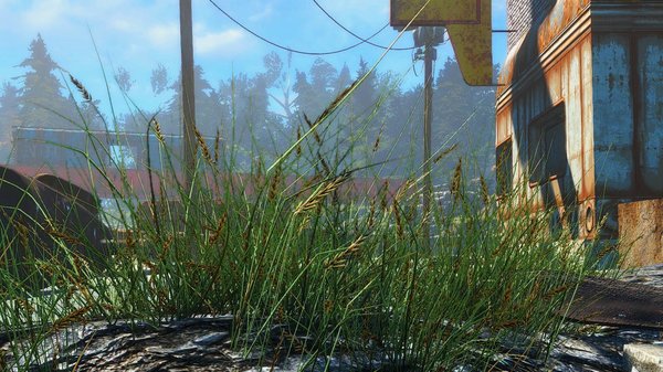 Рожь ростет где вздумается ))