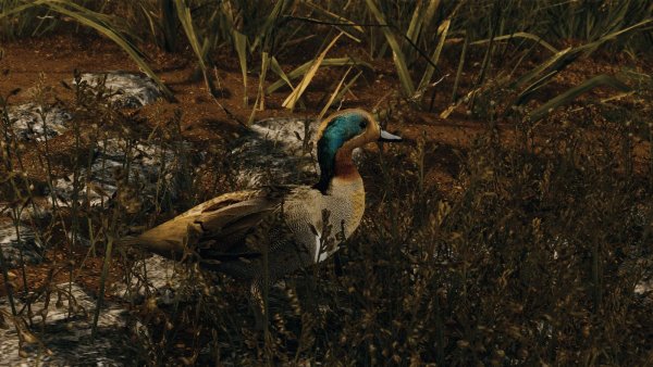 Уточка в траве.. SKYRIM AE (сборка 10)