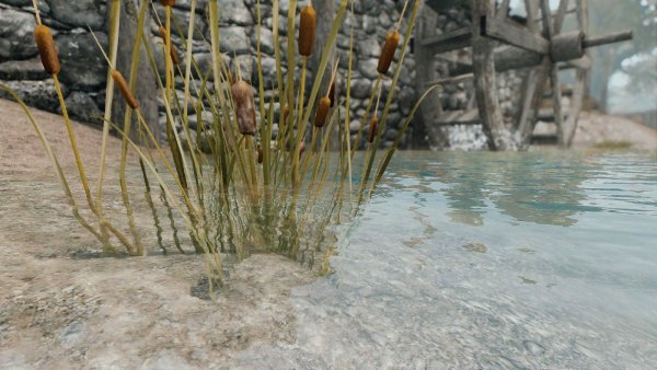 Рогоз у воды.. Skyrim SE (сборка 11)