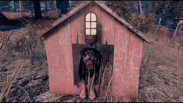 Будkа пса :) Poselenia Windfire Fallout-4