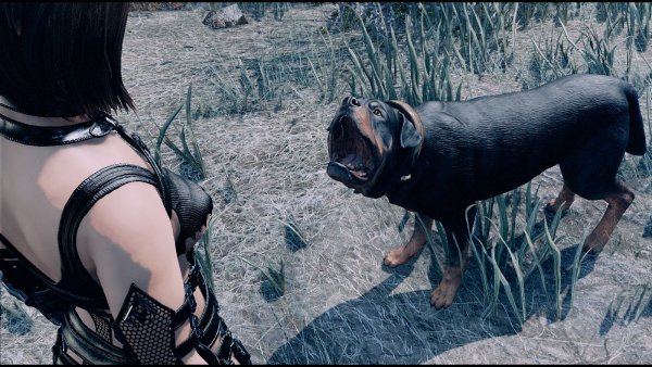 Как дела у псинки? Fallout-4 (Сборка 9.0)