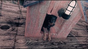 Домик пса ) Poselenia Windfire Fallout-4